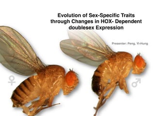 Evolution of Sex-Speciﬁc Traits  
through Changes in HOX- Dependent
doublesex Expression "
Presenter: Peng, Yi-Hung"

♀	
  

♂	
  

 