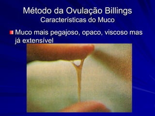 Método da Ovulação Billings
Características do Muco
Muco mais pegajoso, opaco, viscoso mas
já extensível
 