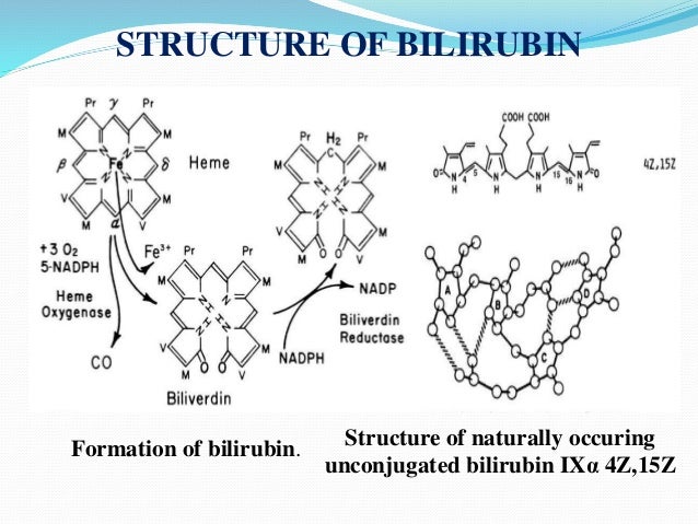 urine formation estimation Billirubin