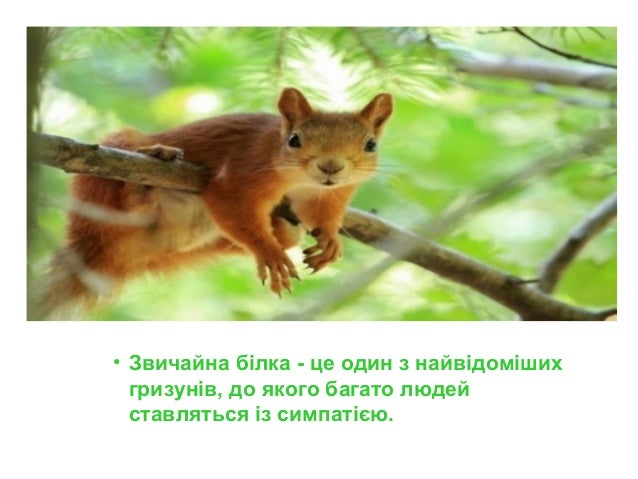 Білочка