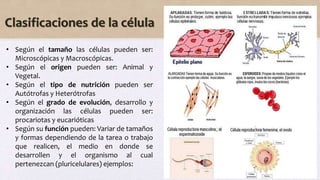 Clasificaciones de la célula
• Según el tamaño las células pueden ser:
Microscópicas y Macroscópicas.
• Según el origen pueden ser: Animal y
Vegetal.
• Según el tipo de nutrición pueden ser
Autótrofas y Heterótrofas
• Según el grado de evolución, desarrollo y
organización las células pueden ser:
procariotas y eucarióticas
• Según su función pueden: Variar de tamaños
y formas dependiendo de la tarea o trabajo
que realicen, el medio en donde se
desarrollen y el organismo al cual
pertenezcan (pluricelulares) ejemplos:
 