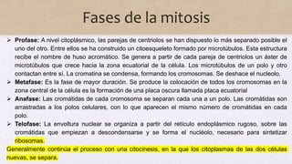 Fases de la mitosis
 Profase: A nivel citoplásmico, las parejas de centriolos se han dispuesto lo más separado posible el
uno del otro. Entre ellos se ha construido un citoesqueleto formado por microtúbulos. Esta estructura
recibe el nombre de huso acromático. Se genera a partir de cada pareja de centriolos un áster de
microtúbulos que crece hacia la zona ecuatorial de la célula. Los microtúbulos de un polo y otro
contactan entre sí. La cromatina se condensa, formando los cromosomas. Se deshace el nucleolo.
 Metafase: Es la fase de mayor duración. Se produce la colocación de todos los cromosomas en la
zona central de la célula es la formación de una placa oscura llamada placa ecuatorial
 Anafase: Las cromátidas de cada cromosoma se separan cada una a un polo. Las cromátidas son
arrastradas a los polos celulares, con lo que aparecen el mismo número de cromátidas en cada
polo.
 Telofase: La envoltura nuclear se organiza a partir del retículo endoplásmico rugoso, sobre las
cromátidas que empiezan a descondensarse y se forma el nucléolo, necesario para sintetizar
ribosomas.
Generalmente continúa el proceso con una citocinesis, en la que los citoplasmas de las dos células
nuevas, se separa.
 