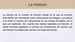 La meiosis
La meiosis es un modelo de división celular en el que se produce
intercambio de información entre cromosomas homólogos y se reduce
a la mitad el número de cromosomas en las células formadas, por lo
que son haploides. Así, cuando dos células haploides se fusionen, la
célula formada restablece el número de cromosomas de manera que
permanece invariable este número a lo largo del tiempo.
 