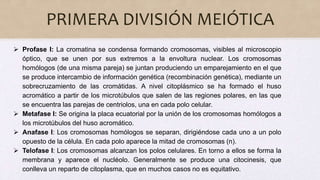 PRIMERA DIVISIÓN MEIÓTICA
 Profase I: La cromatina se condensa formando cromosomas, visibles al microscopio
óptico, que se unen por sus extremos a la envoltura nuclear. Los cromosomas
homólogos (de una misma pareja) se juntan produciendo un emparejamiento en el que
se produce intercambio de información genética (recombinación genética), mediante un
sobrecruzamiento de las cromátidas. A nivel citoplásmico se ha formado el huso
acromático a partir de los microtúbulos que salen de las regiones polares, en las que
se encuentra las parejas de centriolos, una en cada polo celular.
 Metafase I: Se origina la placa ecuatorial por la unión de los cromosomas homólogos a
los microtúbulos del huso acromático.
 Anafase I: Los cromosomas homólogos se separan, dirigiéndose cada uno a un polo
opuesto de la célula. En cada polo aparece la mitad de cromosomas (n).
 Telofase I: Los cromosomas alcanzan los polos celulares. En torno a ellos se forma la
membrana y aparece el nucléolo. Generalmente se produce una citocinesis, que
conlleva un reparto de citoplasma, que en muchos casos no es equitativo.
 