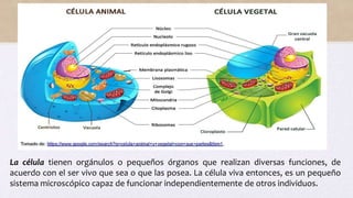 La célula tienen orgánulos o pequeños órganos que realizan diversas funciones, de
acuerdo con el ser vivo que sea o que las posea. La célula viva entonces, es un pequeño
sistema microscópico capaz de funcionar independientemente de otros individuos.
 