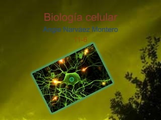 Biología celular
Angie Narváez Montero
11-6

 