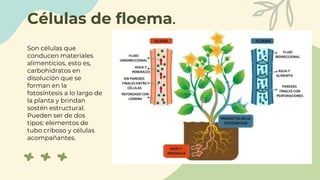 Células de floema.
Son células que
conducen materiales
alimenticios, esto es,
carbohidratos en
disolución que se
forman en la
fotosíntesis a lo largo de
la planta y brindan
sostén estructural.
Pueden ser de dos
tipos: elementos de
tubo criboso y células
acompañantes.
 