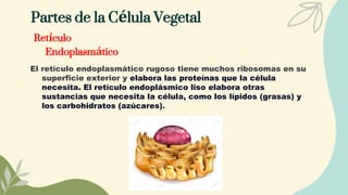 Partes de la Célula Vegetal
Retículo
Endoplasmático
El retículo endoplasmático rugoso tiene muchos ribosomas en su
superficie exterior y elabora las proteínas que la célula
necesita. El retículo endoplásmico liso elabora otras
sustancias que necesita la célula, como los lípidos (grasas) y
los carbohidratos (azúcares).
 