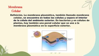Membrana
Celular
Definición. La membrana plasmática, también llamada membrana
celular, se encuentra en todas las células y separa el interior
de la célula del ambiente exterior. En bacterias y en células de
plantas, hay también una pared celular que se une a la
membrana plasmática en la superficie exterior.
 