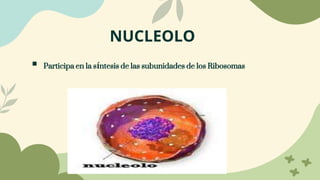  Participa en la síntesis de las subunidades de los Ribosomas
NUCLEOLO
 