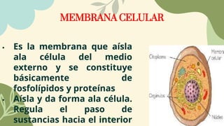 MEMBRANA CELULAR
 Es la membrana que aísla
ala célula del medio
externo y se constituye
básicamente de
fosfolípidos y proteínas
 Aísla y da forma ala célula.
Regula el paso de
sustancias hacia el interior
 