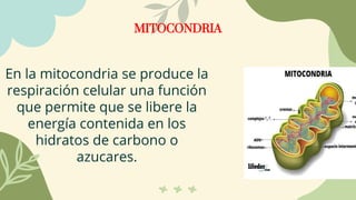 MITOCONDRIA
En la mitocondria se produce la
respiración celular una función
que permite que se libere la
energía contenida en los
hidratos de carbono o
azucares.
 
