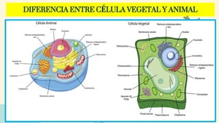 DIFERENCIA ENTRE CÉLULA VEGETAL Y ANIMAL
 