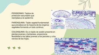 PERIDERMIS: Tejidos de
protección secundario que
reemplaza a la epidermis
PARENQUIMA: Tejido vegetal fundamental
que prevalece en la mayoría de los órganos
vegetales formando un todo continuo.
COLENQUIMA: Es un tejido de sostén presente en
plantas jovenes y herbaceas, proporciona
flexibilidad a los tallos jovenes a los peciolos y a los
nervios de las hojas.
 