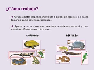 ¿Cómo trabaja? Agrupa objetos (especies, individuos o grupos de especies) en clases tomando  como base sus propiedades. Agrupa a seres vivos que muestran semejanzas entre sí y que muestran diferencias con otros seres. ANFIBIOS REPTILES 