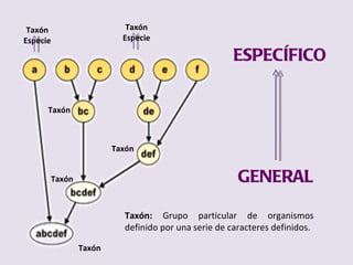 GENERAL ESPECÍFICO Taxón:  Grupo particular de organismos definido por una serie de caracteres definidos. Taxón Taxón Taxón Taxón Taxón Especie Taxón Especie 