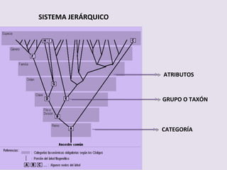 CATEGORÍA SISTEMA JERÁRQUICO GRUPO O TAXÓN ATRIBUTOS 