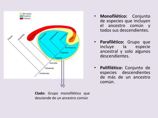 Monofilético:  Conjunto de especies que incluyen el ancestro común y todos sus descendientes. Parafilético:  Grupo que incluye la especie ancestral y solo algunos descendientes. Polifilético:  Conjunto de especies descendientes de más de un ancestro común. Clado:  Grupo monofilético que desciende de un ancestro común 