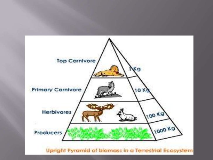 Bilogical pyramids