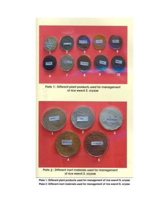Bilogy and managemnt of rice weevil | PDF