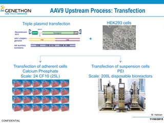 M. Hebben
CONFIDENTIAL
AAV9 Upstream Process: Transfection
Transfection of suspension cells
PEI
Scale: 200L disposable bioreactors
Transfection of adherent cells
Calcium Phosphate
Scale: 24 CF10 (25L)
Triple plasmid transfection
11/02/2015
HEK293 cells
+
 
