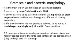 Gram stain and bacterial morphology
• It is the most widely used method of classifying bacteria
• Discovered by Hans Christian Gram in 1884
• It allows bacteria to be classified as either Gram positive or Gram
negative based on their morphology and differential staining
properties
• Difference between the two groups is believed to be due to a
much larger peptidoglycan (cell wall) in Gram positives
• NB: some organisms such as Mycobacterium tuberculosis are not
reliably stained due to the large lipid content of the peptidoglycan
(they undergo acid fast staining)
 