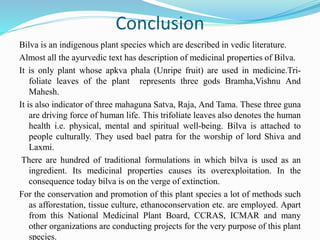 Conclusion
Bilva is an indigenous plant species which are described in vedic literature.
Almost all the ayurvedic text has description of medicinal properties of Bilva.
It is only plant whose apkva phala (Unripe fruit) are used in medicine.Tri-
foliate leaves of the plant represents three gods Bramha,Vishnu And
Mahesh.
It is also indicator of three mahaguna Satva, Raja, And Tama. These three guna
are driving force of human life. This trifoliate leaves also denotes the human
health i.e. physical, mental and spiritual well-being. Bilva is attached to
people culturally. They used bael patra for the worship of lord Shiva and
Laxmi.
There are hundred of traditional formulations in which bilva is used as an
ingredient. Its medicinal properties causes its overexploitation. In the
consequence today bilva is on the verge of extinction.
For the conservation and promotion of this plant species a lot of methods such
as afforestation, tissue culture, ethanoconservation etc. are employed. Apart
from this National Medicinal Plant Board, CCRAS, ICMAR and many
other organizations are conducting projects for the very purpose of this plant
species.
 