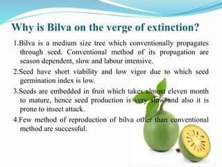 Why is Bilva on the verge of extinction?
1.Bilva is a medium size tree which conventionally propagates
through seed. Conventional method of its propagation are
season dependent, slow and labour intensive.
2.Seed have short viability and low vigor due to which seed
germination index is low.
3.Seeds are embedded in fruit which takes almost eleven month
to mature, hence seed production is very slow and also it is
prone to insect attack.
4.Few method of reproduction of bilva other than conventional
method are successful.
 