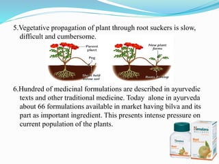 5.Vegetative propagation of plant through root suckers is slow,
difficult and cumbersome.
6.Hundred of medicinal formulations are described in ayurvedic
texts and other traditional medicine. Today alone in ayurveda
about 66 formulations available in market having bilva and its
part as important ingredient. This presents intense pressure on
current population of the plants.
 