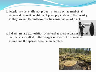 7.People are generally not properly aware of the medicinal
value and present condition of plant population in the country,
so they are indifferent towards the conservation of plants.
8.Indiscriminate exploitation of natural resources causes habitat
loss, which resulted in the disappearance of bilva in wild
source and the species became vulnerable.
 