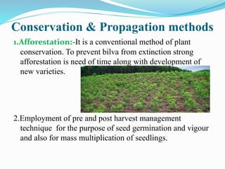 Conservation & Propagation methods
1.Afforestation:-It is a conventional method of plant
conservation. To prevent bilva from extinction strong
afforestation is need of time along with development of
new varieties.
2.Employment of pre and post harvest management
technique for the purpose of seed germination and vigour
and also for mass multiplication of seedlings.
 