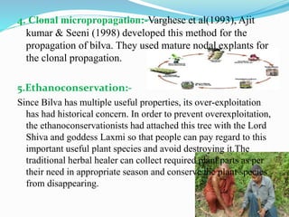 4. Clonal micropropagation:-Varghese et al(1993), Ajit
kumar & Seeni (1998) developed this method for the
propagation of bilva. They used mature nodal explants for
the clonal propagation.
5.Ethanoconservation:-
Since Bilva has multiple useful properties, its over-exploitation
has had historical concern. In order to prevent overexploitation,
the ethanoconservationists had attached this tree with the Lord
Shiva and goddess Laxmi so that people can pay regard to this
important useful plant species and avoid destroying it.The
traditional herbal healer can collect required plant parts as per
their need in appropriate season and conserve the plant species
from disappearing.
 