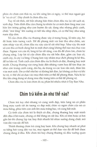 phân do chim con thải ra, xú khí xông lên Ccá ngcày, vì thế mọi người gọi
là "xú cô cô". Dây chính là chim đầu rìu.
Tuy tổ rất thối, rất bẩn nhimg bản thân chim đầu rìu lại rât sạch sẽ,
xinh đẹp. Trên đỉnh đầu của chúng tự nhiên lại có một đám lông mọc cao
hẳn lên trông giống như con bướm đa sắc đang nhẹ nhàng phủi cánh,
chiếc "mũ lông" lên xuống có tiết tấu nhịp điệu, cả cơ thể bay như sóng
nước dập dờn.
Tổ của chim đầu rìu thường được xây ở trong hang, lỗ trên cây, bờ
đê hoặc trên tường vách. Để đề phòng một vài loài thú như chồn, sóc
xâm nhập vào tổ, chim đầu rìu xây cửa tổ râd nhỏ hẹp. Như vậy thì một
số con thú có hình dcáng hoi to một chút cũng không thể nào mà chui vào
được. Ngược vcMcửa tổ, lòng tổ lại rất rộng, vừa đủ để chim lớn, chim bé
chung sống. Lóp lót tổ của chim đầu rìu rất hỗn độn, gồm các loại cỏ,
cànla cây, lá cây Vtàlông. Chúng làm vậy nhằm mục đích phòng bị kẻ thù,
để tự bảo vệ. Tính cách của chim đầu rìu là thích cô độc, thường bay một
mình. Chúng thưòng vào rừng hoặc đến những vườn hoa để tìm thức ăn
như: côn trùng cánh cúng, dcMbọ, ấu trùng và các loài rắn mối, thằn lằn
vừa mói sinh. Do cơ thể nhỏ bé và không kết đàn, lại không có thứ vũ khí
tự vệ, vì thế chỉ có dựa Vcàomùi thối trên cơ thể để phòng thân. Nếu bị kẻ
thù tấn công dũng sẽ dùng mùi đặc trung trên cơ thể để phòng vệ.
Chim đầu rìu Icàlơài chim di cư, phân bô nhiều nhất ở Tây Ban Nha.
Chim trả kiểm ăn như thế nào?
Chim trả tuy nliỏ nhung vô cùng xinh đẹp, trên lung nó có phần
lông màu xanh rất ấn tượng và đẹp mắt; chân và ngón chân của nó có
màu hồng, phía trên còn ánh lên màu trắng bạc, vô cùng bắt mắt.
Cá tính của chim trả là thích cô độc, chúng thường bay một mình
đến đậu ở bờ nước, chúng có thể đúng im rất lâu. Khi có tôm hoặc cá bơi
gần bờ thì chúng lập tức bay thật nhanh bổ nhào xuống dùng chiếc mỏ
vừa dài vừa sắc để bắt.
Thỉnh thoảng chim trả cũng bay lượn. Khi chúng bay nhanh sẽ phát
ra tiếng hót vang dội vui tai, mọi người có thể dựa vào đó để biết được
chúng đang ở đâu. Khi chim trả bay chúng thường rủ đầu xuống quan
- 105 -
 