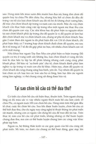 sau: Hàng năm khi mùa xuân đến muôn hoa đua nở, hàng đtàn chim đỗ
quyên bay từ châu Phi đến châu Âu, nhưng hầu hết sô chim đó đều đẻ
trứng vào tổ của loài chim khách sau đó rồi bỏ đi không chút vướng bận,
để mặc cho chim khtách ấp trứng và nuôi con của mình. Mặc dù vậy chim
khách vẫn thực hiện công việc ấp trứng như một ngưòi mẹ thực thụ của
chim đỗ quyên con vậy. Các nhà khoa học đã phát hiện ra nguyên nhân
tại sao chim khách phái ấp trứng cho đỗ quyên là vì đỗ quyên sẽ làm hại
đến chim khách mẹ và chim khách con, chúng sẽ phá tổ chim khách. Sau
gần 2 năm theo dõi người ta đã phát hiện đối vói 134 tổ chim khách, chỉ
phát hiện thấy có 7 trường họp chim khách đuổi chim đỗ quyên, mà sau
đó 6 tổ trong số 7 tổ đó đã gặp phải tai họa, rất nhiều chim khách con vô
cớ bị mât mạng.
Nhtà khoa học ngưòi Tây Ban Nha còn phát hiện ra hiện trượng: Đỗ
quyên cư trú ở vùng sinh sán không lâu, loài chim khách ở vùng đó khi
mói bị dọa liền tụ tập lại để phản kháng nhưng cuối cùng cũng phải
khuất phục. Để bảo vệ "sự bình yên" cho tổ, chim khách đành phải làm
nghĩa vụ ấp trứng và nuôi con cho kẻ khác. Hiện nay, chim đỗ quyên và
chim khách đã cùng chung sống hòa bình, yên ổn. Tuy nhiên đỗ quyên là
loài chim có ích loại trừ các loài sâu bọ có lông, làm hại đến các ngành
nông lâm nghiệp, vì thê chúng cũng rất đáng được bảo vệ.
Tại sao chim bồ câu có thể đưa thư?
Cá tính của chim bồ câu rất hiền thục, thuần tứih. Trên ngưòi chúng
lông có đủ màu sắc vì vậy nhiều người thích nuôi bồ câu làm cảnh, ớ
châu Phi, có ngưòi nuôi 100 con chim bồ câu. Hàng năm trên thế giói đều
tổ chức cuộc thi chim bồ câu. Sau khi được huấn luyện, chim bồ câu có
thể biết đưa thư, cho dù ngày nay công nghệ kĩ thuật thông tin phát triển
rất mạnh, nhưng còn có ngưòi vẫn dùng bồ câu để trao đổi tin tức. Trên
thực tế, não của bồ câu rất phát triển, không rứiửng có thể huấn luyện
chúng đưa thư, mà còn có thể huấn luyện chúng làm các công việc khác
phức tạp hon.
Ngoài ra, hệ thống thần kinh và các giác quan của bồ câu cũng rất
phát triển. Mí trên, mí dưới của chúng có thể hoạt động, giác mac lên
- 107-
 