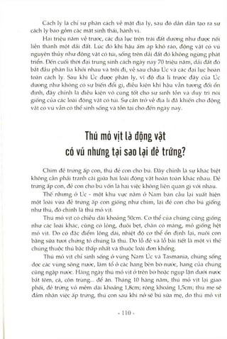 Cách ly là chỉ sự phân cách về mặt địa lý, sau đó dần dần tạo ra sự
cách ly bao gồm các mặt sinh thái, hành vi.
Hai triệu năm về trước, các địa lục trên trái đâ't dường như được nối
liền thành một dải đất. Lúc đó khí hậu ấm áp khô ráo, động vật có vú
nguyên thủy nliư động vật có túi, sống trên dải đất đó không ngừng phát
triển. Đến cuối thời đại trung sinh Ccáchngày nay 70 triệu năm, dải đất đó
bcắt đầu phân lìa khỏi nhau và trôi đi, vồ sau châu úc Vcàcác đại lục hoàn
toàn cách ly. Sau khi úc được phân ly, vĩ độ địa lí trước đây của úc
dường như không có sự biến đổi gì, điều kiện khí hcậu vẫn tưcrrig đối ổn
địrửi, đây chínli kì điều kiện vô cùng tốt cho sự sinh tồn và duy trì nòi
giống của các loài động vật có túi. Sự cản trỏ về địa lí đã khiến cho động
vật có vú vẫn có thể sinh sống và tồn tại cho đến ngcày nay.
Thú mỏ vịt là động vật
có vú nhưng tại Sdo lại đê trúng?
Chim đẻ trríng ấp con, thú đẻ con cho bú. Đây chính là sự khác biệt
không cần phải tranh cãi giữa hai loài động vật hocàn tOcàn kliác nhau. Đẻ
trứng ấp con, đẻ con cho bú vốn Icàhai việc không liên quan gì vói nhau.
Thế nhimg ở úc - một khu vực nằm ở Nam bcán Ccầu Lại xuất hiện
một loài vừa đẻ trứng ấp con giông như chim, lại đẻ con cho bú giông
như thú, đó chính là thú mỏ vịt.
Thú mỏ vịt có chiều dài khocảng 50cm. Cơ thể của chúng cũng giống
như Ccác loài khcác, cũng có lông, đuôi bẹt, chcân có mcàng, mỏ giống hệt
mỏ vịt. Do có đặc điểm lông dài, nhiệt độ cơ thể ổn địnli Lại, nuôi con
bằng sữa tươi chimg tỏ chúng là thú. Do lỗ đỏ Vcà lỗ bài tiết Là một vì thế
chúng thuộc thú bcậc thâ'p nhâ't Vcàthuộc locài đơn khổng.
Thú mỏ vịt chỉ sinh sống ở vùng Nam úc và Tasmania, chúng sống
dọc các vùng sông nưtíc, làm tổ ở các hang bên bờ nước, hang của chúng
cũng ngập nước. Hcàng ngày thú mỏ vịt ở trên bờ hoặc ngụp lặn dưới nước
bắt tôm, cá, côn trùng... để ăn. Thcáng 10 hàng năm, thú mỏ vịt lại giao
phối, đẻ trimg vỏ mềm dài khoảng l,8cm; rộng khocảng l,5cm; thú mẹ sẽ
đảm nhận việc ấp trứng, thú con sau khi nở sẽ bú sữa mẹ, do thú mỏ vịt
- 110-
 