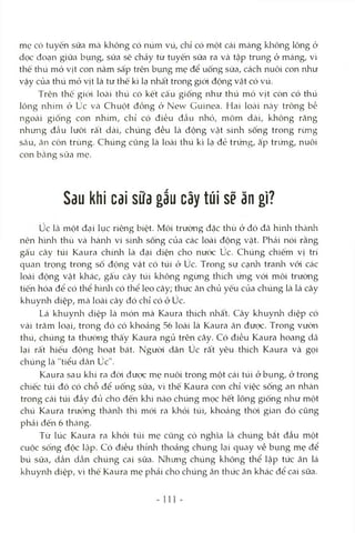 mẹ có tuyến sữa mcà không có núm vú, chỉ có một cái máng klìông lông ở
dọc đoạn giữa bụng, sửa sẽ chảy từ tuyến sữa ra và tập trung ở máng, vì
thế thú mỏ vịt con nằm sấp trên bụng mẹ để uống sữa, cách nuôi con như
vậy của thú mỏ vịt là tư thế kì lạ nhất trong giới động vật có vú.
Trên thê giói locài thú có kết cấu giống như thú mỏ vịt còn có thú
lông nhím ở úc Vcà Chuột đồng ở Nevv Guinea. Hai loài ncày trông bề
ngoài giông con nhím, chỉ có điều đầu nhỏ, mõm dài, không răng
nhưng đcầu lưõi rất dài, chúng đều là động vật sinh sống trong rừng
sâu, ăn côn trùng. Chúng cũng là loài thú kì lạ đẻ trứng, ấp trứng, nuôi
con bằng sữa mẹ.
Sau khi cai sữa gấu cây túi sẽ ăn gì?
Úc là một đại lục riêng biệt. Môi trường đặc thù ở đó đã hìnli thành
nên h'mh thù và hành vi sinh sống của các loài động vật. Phải nói rằng
gấu cây túi Kaura chínla là đại diện cho nước úc. Chúng chiếm vị trí
quan trọng trong số động vật có túi ở úc. Trong sự cạnh tranla vói các
loài động vật khác, gâu cây túi không ngùng thích ứng vói môi trưòng
tiến hóa để có thể hìnli có thể leo cây; thức ăn chủ yếu của chúng là lá cây
khuynh diệp, mà loài cây đó chỉ có ở úc.
Lá khuynli diệp là món mà Kaura thích nhất. Cây khuynh diệp có
vài trăm loại, trong đó có khoảng 56 loài là Kaura ăn được. Trong vườn
thú, chúng ta thường thấy Kaura ngủ trên cây. Có điều Kaura hoang dã
lại rất hiếu động hoạt bát. Người dân úc rất yêu thích Kaura và gọi
chúng là "tiểu dân úc".
Kaura sau khi ra đòi được mẹ nuôi trong một cái túi ở bụng, ở trong
chiếc túi đó có chỗ để uống sữa, vì thế Kaura con chỉ việc sống an nhàn
trong cái túi đầy đủ cho đến khi nào chúng mọc hết lông giống nliư một
chú Kaura trưrVng thành thì mói ra khỏi túi, khocảng thòi gian đó cũng
phải đến 6 tháng.
Từ lúc Kaura ra khỏi túi mẹ cũng có nghĩa là chúng bắt đầu một
cuộc sống độc lập. Có điều thỉnh thoảng chúng Lại quay về bụng mẹ để
bú sữa, dần dần chúng cai sữa. Nhimg chúng không thể lập tức ăn lá
khuynh diệp, vì thế Kaura mẹ phải cho chúng ăn thức ăn khác để cai sữa.
 