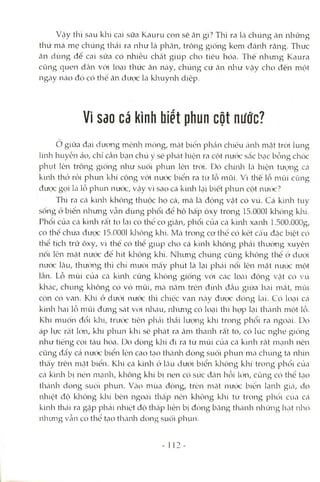 Vậy thì sau khi cai sữa Kauru con sê ăn gì? Thì ra Icàchúng ăn những
thứ mà mẹ chúng thcải ra như là phcân, trông giống kem đánh răng. Thức
ăn dùng để cai sữa có nhiều chất giúp cho tiêu hóa. Thế nhimg Kaura
cũng quen dần vói loại thức ăn này, chúng cứ ăn nliư vậy cho đến một
ngày nào đó có thể ăn được lá kliuynh diệp.
Vì Sdo cá kình biết phun cột nước?
ơ giữa đại dương mènla mông, mặt biên phản chiếu ánh mặt tròi lung
linh huyền ảo, chỉ cần bạn chú ý sẽ phát hiện ra cột nưcx: sắc bcỊC bỗng chốc
phụt lên trông giống như suối phun lèn tròi. Dó chínlT Icà hiện tưcmg Ccá
khih thở rồi phun klií cộng vói nước biổn ra tìr lỗ mũi. Vì thế lỗ mũi cũng
đưọc gợi là lỗ phun nước, vậy vì sao cá kbah lại biết phun cột nưbx:?
Thì ra cá kìnlT không thuộc họ cá, mcà kà động vật có vú. Cá kình tuy
sống ở biển ixliưng Vcẫn dùng phổi để hô hấp ôxy trong 15.0001 không klìí.
Phổi của cá kìnli rất to Lại có thê co giãn, phổi của cá kình xanh l.SOO.OOOg,
có thể chứa đưcíc 15.0001 kliông khí. Mà trong cơ thể có kết Ccấu đặc biệt có
thể tích trữ ôxy, vì thế có thể giúp cho cá kình klaông phải thường xuyên
nổi lên mặt nước để hít klaỏng khí. Nhimg chúng cũng không thể ở dưcri
nước lâu, thường thì chi mười mấy phút là Lại phái nổi lên mặt nước một
lần. Lỗ mũi của cá kình cũng không giống vói các loài động Vcật có vú
khác, chúng không có vỏ mũi, mà nằm trên đính đầu giữa hai nicắt, mũi
còn có van. Khi ở dưới nưcx: thì chiếc van này được dóng lại. Có locỊi cá
kình hai lỗ mũi đứng sát vcVi Iiliau, nliưiag có locỊÌ thì htrp lại thành một lồ.
Khi muốn đổi klií, trưcx: tiên phải thải lượng khí trong phổi ra ngoài. Do
áp lực rất lón, khi phun khí sẽ phát ra âm thanh rất to, có lúc nghe giống
như tiếng còi tàu hóa. Do dòng klií đi ra từ mũi của cá kình rât nicạnh nên
củng đày cả nước biển lên cao tcỊOthành dòng suối phun mà chúng ta nhìn
thây trên mặt biển. Khi cá kmh ở lâu dưói biển kliỏng khí trong phổi cùa
cá kmh bị nén nicỊnh, không khí bị nén có sức đàn hồi lớn, cũng có thể tcỊo
thành dòng suối phun. Vào mùa đỏng, trên mặt nưóc biến lạnh giá, do
nhiệt độ kliỏng klií bên ngoài thấp nên không khí từ trong phối cùa cá
kình thái ra gặp phải nhiệt độ thấp liền bị đỏng băng thành nliững hạt idaỏ
nlumg Vcẫn có thể tạo tliành dòng suối phun.
- 112
 