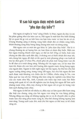 Vì Sdo hải ngưu đưực mệnh danh là
"phu dọn dáy biển"?
Hải nguxi có nghĩa là "trâu" sống ở biển, kì thực, ngoài dạ dày và các
bộ phận giống như của trâu cạn ra, Hải ngưu là một loài thú biển không
hề có quan hệ gì vói sự tiến hóa của loài trâu nước và loài bò ăn cỏ cả.
Chúng thường sống ở những vùng biển nhiệt đói có nhiều rong biển,
thỉnh thoảng cũng thấy bóng dáng chúng trên một vài dòng sông.
Hải ngưu còn có một tên gọi khác là "phu dọn đáy biển". Đó là vì
chúng thường ăn số lượng lớn các loài thảo cỏ dưới đáy biển. Một con
hải ngưu trưởng thành một ngày có thể ăn hết 45kg cỏ biển, hon nữa
chúng ăn đến đâu sạch đến đấy, ỏ những noi cỏ biển nhiệt đói mọc tốt,
nếu dùng hải ngưu để diệt cỏ thì quả là một phưong pháp vừa kinh tế
mà lại đon giản, ớ châu Phi, chính phủ đã phải mất hàng trăm vạn đô
la để dọn cỏ ở một dòng sông. Nhưng chỉ vài ngày sau, cỏ lại mọc lên
tươi tốt, thậm chí còn làm ảnh hưởng đến nguồn nước dùng hàng ngày
của ngưòi dân. Người ta liền nghĩ ngay tói hải ngưu, họ thả hai chú hải
ngưu xuống dòng sông, trong vòng 100 ngày, hai chú hải ngưu đã làm
sạch được một khoảng vói chiều dài là l.SOOm, chiều rộng là 7m, vừa
hiệu quả lại vừa ích lọi. Những nhà làm công tác nghiên cứu khoa học
của các nước như Mỹ, Anh, Canada còn triệu tập một cuộc hội thảo
mang tính quốc tế về vấn đề nghiên cứu lợi dụng hải ngưu để làm sạch
đường nước chảy, điều này chứng tỏ hải ngưu rất có giá trị trong việc
làm sạch đường nước chảy.
Hải ngưu có thể ăn rất nhiều cỏ, điều này có liên quan đến hàm răng
đặc biệt của chúng, răng của hải ngưu vừa rộng lại vừa bằng phẳng.
Nhưng đằng sau răng cối không ngừng dài ra và di chuyên dần ra phía
trước làm cho răng phía trước rụng đi, như thế chúng không ngừng làm
mói răng. Trong suốt cuộc đời, một chú hải ngưu có thể mọc ra 60 chiếc
răng cối.
- 118-
 
