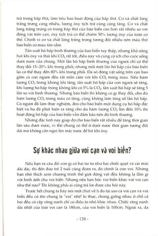 trữ trong bắp thịt, làm tiêu hao hoạt động của bắp thịt. Cơ và chất lòng
trắng trứng Ccàng nhiều, lưọng ôxy tích trữ cũng càng tăng. Cơ và chất
lòng trắng trứng có trong bắp thịt của báo biển cao hơn rất nhiều so với
động vật trên cạn, ôxy tích trữ có thể chiếm 50To lượng ôxy của toàn cơ
thể. Chừih vì cơ và chất lòng trắng trứng tương đối nhiều nên màu thịt
báo biển có màu tím sẫm.
Tần suất hô hấp bình thường của báo biển tuy thấp, nhưng khả năng
hút khí ôxy và thải khí CO2 rất tốt, điều này vô cùng có ích cho cuộc sống
dưới nước của chúng. Một lần hô hấp bình thường của ngưòi chỉ có thể
thay đổi 15~20% khí trong phổi; nhưng mỗi một lần hô hấp của báo biển
lại có thể thay đến 80% khí trong phổi. Đa số động vật sống trên cạn bao
gồm cả con người đều rất mẫn cảm vói khí CO2 trong máu. Nếu hàm
lượng CO2 trong không khí tăng, tần suất hô hấp của con ngưòi sẽ tăng,
khi lượng hô hấp trong không khí có 5% là CO2 , tần suất hô hấp sẽ tăng 5
lần so vói b'mh thường. Nhưng báo biển thì không có gì thay đổi, cho dù
hàm lượng CO2 trong máu có tăng, cũng không làm tăng số lần hô hấp.
Có người đã làm thực nghiệm, đeo cho báo biển một dụng cụ hô hấp đặc
biệt và họ đã phát hiện ra rằng cho dù hàm lượng CO2 lên đến 10% thì
hoạt động hô hấp của báo biển vẫn đảm bảo tiến độ bình thường.
Những đặc tứih này giúp đỡ cho báo biển rất nhiều để tăng thòi gian
lặn sâu dưới nước, vì thế chúng có thể ở dưói nước thòi gian tương đối
dài mà không cần ngoi lên mặc nước để hít khí ôxy.
Sự khác nhau giữa voi cạn và voi biển?
Nếu bạn ra câu đố: con gì có hai tai to như hai chiếc quạt và cái mũi
dài dài, thì đến đứa trẻ 2 tuổi cũng đoán ra, đó chính là con voi. Những
bạn nhỏ thích xem chưong trình thế giói động vật đều không lạ lẫm gì
vói hình ảnh chú voi biển. Nhưng nếu bạn hỏi: voi biển khác vói voi cạn
như thế nào? Thì không phải ai cũng trả lòi được câu hỏi này.
Trước hết chúng ta hãy nói một chút về lí do tại sao cá voi cạn và voi
biển đều có tên chung là "voi" nhé! kì thực, chúng giống rứiau ở chỗ cả
hai đều có cặp răng nanh chỉ có điều to nhỏ khác nhau. Chiếc răng nanh
dài nhất của loài voi cạn là 180cm, của voi biển là lOOcm. Ngoài ra, da
120-
 