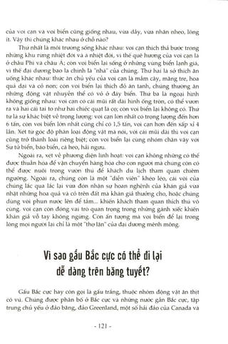 của voi cạn và voi biển cũng giống nhau, vừa dầy, vừa nhăn nlaeo, lông
ít. Vậy thì chúng khác nhau ở chỗ nào?
Thứ nhất là môi trường sống khác nhau: voi cạn thích thả bước trong
những khu rừng nhiệt đói và cánhiệt đói, vì thế quê hương của voi cạn là
ở châu Phi và châu A; còn voi biển lại sống ở những vùng biển lạnh giá,
vì thế đại dương bao la chính là "nhà" của chúng. Thứ hai là sở thích ăn
uống khác nhau: thức ăn chủ yếu của voi cạn là mầm cây, măng tre, hoa
quả dại và cỏ non; còn voi biển lại thích đồ ăn tanh, chúng thường ăn
những động vật nlauyễn thể có vỏ ở đáy biển. Thứ ba là ngoại hình
không giống nhau: voi cạn có cái mũi rất dài hình ống tròn, có thể vươn
ra và hai cái tai to lìhư hai chiếc quạt lá cọ; còn voi biển lại không có. Thứ
tư là sự khác biệt về trọng lưạiag; voi cạn lón nhất có trọng lượng đến hơn
6 tấn, còn voi biển lớn nhất cũng chỉ có 1,5 tấn, voi cạn hon đến xấp xỉ 4
lần. Xét từ góc độ phân loại động vật mà nói, vói cái mũi dài thì voi cạn
cũng trở thành loài riêng biệt; còn voi biển lại cùng nhóm chân vây vói
Sư tử biển, báo biển, cá heo, hải ngưu.
Ngoài ra, xét về phương diện linh hoạt: voi cạn không những có thể
được thuần hóa để vận chuyển hàng hóa cho con ngưòi mà chúng còn có
thể được nuôi trong vưòn thú để khách du lịch tham quan chiêm
ngưỡng. Ngoài ra, chúng còn là một "diễn viên" khéo léo, cái vòi của
chúng lắc qua lắc lại vừa đón nhận sự hoan nghênh của khán giả vừa
nhặt những hoa quả và cỏ trên đất mà khán giả thưởng cho, hoặc chúng
dùng vòi phun nước lên để tắm... khiến khách tham quan thích thú vô
cùng, voi cạn còn đóng vai trò quan trọng trong những gánh xiếc khiến
khán giả vỗ tay không ngừng. Còn ấn tượng mà voi biển để lại trong
lòng mọi ngưòi lại chỉ là một "thợ lặn" của đại dương mênh mông.
Vì Sdo gấu Bắc cực có thể đi lại
dễ dàng trên băng tuyểt?
Gấu Bắc cực hay còn gọi là gấu trắng, thuộc nhóm động vật ăn thịt
có vú. Chúng được phân bố ở Bắc cực và những nước gần Bắc cực, tập
trung chủ yếu ở đảo băng, đảo Greenland, một số hải đảo của Canada và
- 121
 