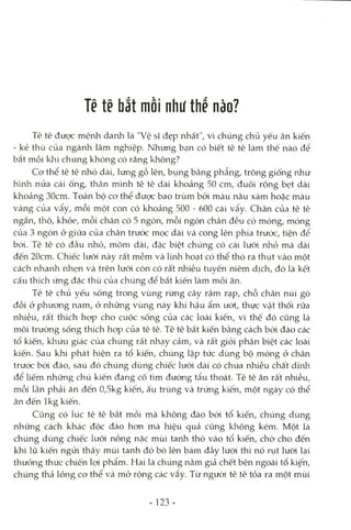 Tẽ tẽ bắt mồi như thể nào?
Tê tê được mệnh danh là "Vệ sĩ đẹp nhất", vì chúng chủ yếu ăn kiến
- kẻ thù của ngành lâm nghiệp. Nhưng bạn có biết tê tê làm thế nào để
bắt mồi klai chúng không có răng không?
Cơ thể tê tê nhỏ dài, lưng gồ lên, bụng bằng phẩng, trông giống như
hình nửa cái ống, thân mình tê tê dài khoảng 50 cm, đuôi rộng bẹt dài
khoảng 30cm. Toàn bộ cơ thể được bao trùm bỏi màu nâu xám hoặc màu
vàng của vẩy, mỗi một con có khoảng 500 - 600 cái vẩy. Chân của tê tê
ngắn, thô, khỏe, mỗi chân có 5 ngón, mỗi ngón chân đều có móng, móng
của 3 ngón ở giữa của chân trước mọc dài và cong lên phía trước, tiện để
bới. Tê tê có đầu nhỏ, mõm dài, đặc biệt chúng có cái lưõd nhỏ mà dài
đến 20cm. Chiếc lưỡi này rất mềm và Irnh hoạt có thể thò ra thụt vào một
cách nhanh nhẹn và trên lưõi còn có rất nhiều tuyến niêm dịch, đó là kết
cấu thích ứng đặc thù của chúng để bắt kiến làm mồi ăn.
Tê tê chủ yếu sống trong vùng rừng cây rậm rạp, chỗ chân núi gò
đồi ở phưong nam, ở những vùng này khí hậu ẩm ướt, thực vật thối rữa
nhiều, rất thích họp cho cuộc sống của các loài kiến, vì thế đó cũng là
môi trường sống thích họp của tê tê. Tê tê bắt kiến bằng cách bói đào các
tổ kiến, khứu giác của chúng rất nliạy cảm, và rất giỏi phân biệt các loài
kiến. Sau khi phát hiện ra tổ kiến, chúng lập tức dùng bộ móng ở chân
trưóc bói đào, sau đó chúng dùng chiếc lưỡi dài có chứa nhiều chất dính
để liếm những chú kiến đang cô tìm đường tẩu thoát. Tê tê ăn rất nhiều,
mỗi lần phải ăn đến 0,5kg kiến, ấu trùng và trứng kiến, một ngày có thể
ăn đến Ikg kiến.
Cũng có lúc tê tê bắt mồi mà không đào bói tổ kiến, chúng dùng
những cách khác độc đáo hon mà hiệu quả cũng không kém. Một là
chúng dùng chiếc lưõi nồng nặc mùi tanh thò vào tổ kiến, chờ cho đến
khi lũ kiến ngửi thấy mùi tanh đó bò lên bám đầy lưõi thì nó rụt lưõi lại
thưởng thức chiến lọi phẩm. Hai là chúng nằm giả chết bên ngoài tổ kiệh,
chúng thả lỏng cơ thể và mở rộng các vẩy. Từ người tê tê tỏa ra một mùi
- 123 -
 