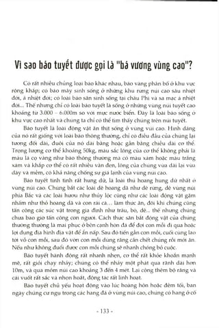 Vì sao báo tuyết được gọi là "bá vương vùng cao"?
Có rất nhiều chủng loại báo khác nhau, báo vàng phân bô ở khu vực
rộng khắp; có báo mây sinh sống ở những kliu rừng núi cao sâu nhiệt
đói, á nhiệt đới; có loài báo săn sinh sống tại châu Phi và sa mạc á nhiệt
đói... Thế nhưng chỉ có loài báo tuyết là sống ớ những vùng núi tuyết cao
khoảng từ 3.000 - ó.OOOm so với mực nước biển. Đày là loài báo sống ở
khu vực cao nhất và chúng ta chỉ có thể tìm thấy chúng trên núi tuyết.
Báo tuyết là loài động vật ăn thịt sống ở vùng vúi cao. Hình dáng
của nó rất giống vói loài báo thông thường, chỉ có điều đầu của chúng lại
tương đối dài, đuôi của nó dài bằng hoặc gần bằng chiều dài cơ thể.
Trọng lượng cơ thể klioảng 50kg, màu sắc lông của cơ thể không phải Icà
màu lá cọ vàng như báo thông thường mcà CC) màu xám hoặc màu trắng
xám và khắp cơ thể có rất nhiều vằn đen, lông của chúng vừa dài lại vừa
dày và mềm, có khả năng chống sự giá lạnh của vùng núi cao.
Báo tuyết tứih tình rất hung dữ, là loài thú hoang hung dữ nhất ở
vùng núi cao. Chúng bắt các loài dê hoang dã như dê rừng, dê vùng núi
phía Bắc và các loài hươu như thủy lộc cũng như các loài động vật gặm
nhấm như thỏ hoang dã và con rái cá... làm thức ăn, đôi khi chúng cũng
tấn công các súc vật trong gia đmh như trâu, bò, dê... thế nhưng chúng
chưa bao giờ tấn công con người. Cách thức săn bắt động vật của chúng
thường thường là mai phục ở bên cạnh hòn đá để đợi con mồi đi qua hoặc
lợi dụng địa hìnli địa vật để ẩn nấp. Sau đó tiến gần con mồi, cuối cùng lao
tói vồ con mồi, sau đó vờn con mồi dùng răng cắn chết chúng rồi mói ăn.
Nếu như không đuổi được con mồi chúng sẽ nhanh chóng bỏ cuộc.
Báo tuyết hành động rất nhanh nhẹn, cơ thể rất khỏe khoắn mạnh
mẽ, rất giỏi chạy nhcảy; chúng có thể nhảy một phát qua rãnh dài hcm
lOm, và qua mỏm núi cao khoảng 3 đến 4 mét. Lại cộng thêm bộ răng và
cái vuốt rất sắc và nhọn hoắt, động tác rất linh hoạt.
Báo tuyết chủ yếu hoạt động vào lúc hoàng hôn hoặc đêm tối, ban
ngày chúng cư ngụ trong các hang đá ở vùng núi cao, chúng có hang ở cố
- 133
 