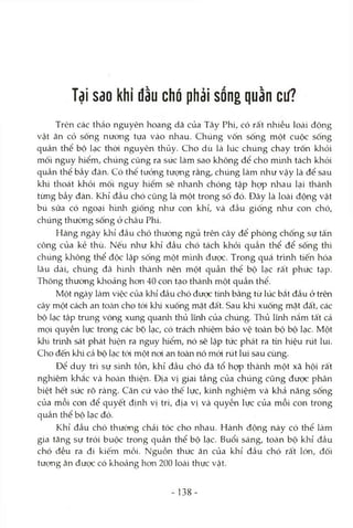Tại sao khỉ đầu chó phải sống quằn cư?
Trên các thảo nguyên hoang dã của Tây Phi, có rất rửiiều loài động
vật ăn cỏ sống nưong tựa vào nhau. Chúng vốn sống một cuộc sống
quần thể bộ lạc thời nguyên thủy. Cho dù là lúc chúng chạy trốn khỏi
mối nguy hiểm, chúng cũng ra sức làm sao không để cho m'mh tách khỏi
quần thể bầy đàn. Có thể tưởng tượng rằng, chúng làm như vậy là để sau
khi thoát khỏi mối nguy hiểm sẽ nhanh chóng tập họp nhau lại thành
từng bầy đàn. Khỉ đầu chó cũng là một trong số đó. Đây là loài động vật
bú sữa có ngoại hình giống như con khỉ, và đầu giống như con chó,
chúng thường sống ở châu Phi.
Hàng ngày khỉ đầu chó thường ngủ trên cây để phòng chống sự tấn
công của kẻ thù. Nếu như khỉ đầu chó tách khỏi quần thể để sống thì
chúng kliông thể độc lập sống một mình được. Trong quá trình tiến hóa
lâu dài, chúng đã hìnli thành nên một quần thể bộ lạc rất phức tạp.
Thông thường khoảng hơn 40 con tạo thành một quần thể.
Một ngày làm việc của khỉ đầu chó đưọc từứì bằng từ lúc bắt đầu ở trên
cây một cách an tOcàn cho tói khi xuống mặt đâ't. Sau khi xuống mặt đất, các
bộ lạc tập trung vòng xung quanh thủ lĩnh của chúng. Thủ lĩnh nắm tất cả
mọi quyền lực trong các bộ lạc, có trách nhiệm bảo vệ toàn bộ bộ lạc. Một
khi trứih sát phát hiện ra nguy hiểm, nó sẽ lập tức phát ra từi hiệu rút lui.
Cho đến khi cả bộ lạc tói một noi an toàn nó mói rút lui sau cùng.
Để duy trì sự sinh tồn, khỉ đầu chó đã tổ họp thành một xã hội rất
nghiêm khắc và hocàn thiện. Địa vị giai tầng của chúng cũng được phân
biệt hết sức rõ ràng. Căn cứ vào thế lực, kinh nghiệm và khả năng sống
của mỗi con để quyết định vị trí, địa vị và quyền lực của mỗi con trong
quần thể bộ lạc đó.
Khỉ đầu chó thường chải tóc cho nhau. Hành động này có thể làm
gia tăng sự trói buộc trong quần thể bộ lạc. Buổi sáng, toàn bộ khỉ đầu
chó đều ra đi kiếm mồi. Nguồn thức ăn của khỉ đầu chó rất lớn, đối
tượng ăn đưọc có khoảng hon 200 loài thực vật.
138
 