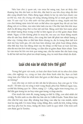 Nếu bạn chú ý quan sát, Vcào mùa hè nóng nực, bcạn sẽ thấy chó
thưòiag hay thè dcài lưỡi và thở dốc, đặc biệt là sau khi chạy nhịp độ thở
dốc càng nhanh hon. Điều đáng ngạc nhiên Icà lúc ấy nếu bạn chạm vào
cơ thể nó, mặc dù chúng rất nóng nhưng klaông hề có một giọt mồ hôi
nào. Vì sao vậy? Ccác lahà sinli Viật học phát hiện ra rằng, tuyến mồ hôi
của chó klaông nằm trên bề mcặt cơ thể nliư của người hay đa số các loài
động vật có vú khác, mà nằm trên lưỡi của nó. Chó thè lưõi thở dốc mục
đích là để tăng nliịp thở và bài tiết mồ hôi. Bằng cách bốc hơi nước phát
tán nhiệt lượng thừa trong cơ thể ra bên ngoài sẽ có thể giảm được thân
nhiệt. Ngay Ccả khi kliông phải là mùa hè, mà sau các hoạt động mạnh
như đi săn hay đánh nhau, chó cũng thè lưỡi để phát tán nhiệt lượng y
như Vcậy. Giống như cơ thể bản thcân chúng ta, dù là trong thcM tiết trời
mát mé hay hạnh giá, chỉ cần bạn làm Iiliững việc phải hocTt động nhiều
như thể dục hay lao động chân tay thì khắp cơ thể bạn sẽ toát mồ hôi,
nhờ đó mà tản bớt nhiệt lượng, và dần dần sẽ giảm được thân nliiệt. Tóm
lại vào mùa hè khi mcà tròi quá nóng nực, chó há mõm thè dài lưỡi cũng
là đế bài tiết mồ hôi phát tán nhiệt lượng, duy trì một thân nhiệt ổn địnli.
Loài chó nào bé nhất trẽn thế giới?
Trong thế giới Vcật nuôi, có loài chó thân hình rất to như chó chăn
cừu, chó nghiệp vụ, cũng có loài chó thân hình nhỏ bé, bcin có biết
rằng loài chó Nhật bé nhất trên thế giới có thể được đút gọn trong túi
áo không?
Lotài chó này có một cái tên rất dài là Qivvavva, hay còn gọi là "Chó
muỗi". Tổ tiên của nó sống ở một vùng thuộc phía bắc Mêhicô ngày nay,
cơ thể dài không quá 16 - 20cm, nặng 1,3 - l,8kg, ngắn tròn trùng trục, có
thể đặt gọn trong túi áo hay nằm gọn trong vỏ hộp sôcôla.
Chó muỗi klri mới đẻ, trọng lượng cơ thể là 120g, con nhỏ nhất chỉ
có 60g. Từ khi sinh ra cho đến lúc lớn cần từ 3 đến 8 tuần. Toàn thân loài
chó nhỏ bé này mọc đầy những loại lông vừa nhẹ lại vừa mảnh, mềm
mại lại óng ánh. Có màu lông; vàng, hồng, đcn, xanh da tròi, trắng, trắng
sữa hay pha hai ba màu, trong đó màu xanh là quý nlaất. Chó mói sinh
còn được gọi là Tarshis.
- 158-
 