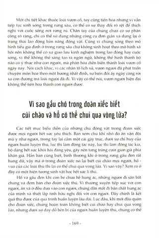 Một chi tiết khác thuộc loài vượn cổ, tuy cũng tiến hóa nhung vì vẫn
tiếp tụic sinh sống trong rừng sâu, cơ thể có sự thay đổi rõ rệt để thích
nghi vói cuộc sống noi rùng rú. Chcân tay của chúng chưa có SỊr phân
công rỏ ràng, chí có thể sử dụng nhũng công cụ đon giản và dừng lại ớ
trạng thái lao động bân năng động vật. Cũng vì chúng sống theo mô
hình tiểu gia đình ớ trong rừng sâu chứ không sinh hoạt theo mô h'mh xã
hội nên không thể có sự giao lưu kinli nghiệm trong lao động hay cuộc
sống, vì thê không thể sáng tạo ra ngôn ngữ, không thể hìnli thành bộ
não có ý thức nlnư con ngưcTÌ, mà phàn hóa diễn biến thànlì loài vưcrn cổ
ngày nay. Nói cách khác, vì các lahân tô lịch sử, vượn người đã phát triển
chuyên môn hóa theo một hướng nhất định, sự biến đổi ấy ngày càng ròd
xa con đường mà loài người đã đi. Vì vậy có thể nói, vượn người hiện đại
không thể tiến hóa thànli con ngưtri được.
Vì sao gấu chó trong đoàn xiếc biết
cúi chào và hổ có thể chui qua vòng lửa?
Các tiết mục biểu diễn của những chú động vật trong đoàn xiếc
được mọi ngưòi hết sức yêu thích. Bcạn xem chú khỉ nhỏ đó ăn vận đội
mũ y như người, trong tay lại cầm một cái gậy trúc, dưới sự chỉ huy của
người huấn luyện thú, lúc thì làm động tác này, lúc thì làm động tác kia,
bộ dạng hết sức khôi hài đáng yêu, gây nên tìmg tràng cười giòn giã phía
khán giả. Hẳn bạn cũng biết, bình thường khi ở trong rừng gấu đen rất
hung dữ, vậy mà ở trong đocàn xiếc nó lại biết cúi chcào mọi người, hổ -
vua của các loài thú thì kại có thể chui qua vòng lửa. Vì sao vậy? Xem ra ở
đây có một hiện tưọng sinh vật học hết sức lí thú.
Hổ và gấu đen khi còn bé chưa hề hung ác, những người đi săn bắt
chúng và đem bán cho đoàn xiếc thú. Vì thường xuyên tiếp xúc vói con
ngưòi, ăn và ở đều dựa Vcàocon người, chúng dần mất đi bản chất hung ác
của mình và thiết lập tinh hữu nghị đối với con người. Đcây chính là kết
quả thu đưẹx: của quá trình huấn luyện lâu dcài. Lúc đầu, khi mói đcầu quân
cho đoàn xiếc, chúng hoàn toàn kliông biết cúi chào hay chui qua vòng
lửa, nhưng dưói sự dạy dồ bền bi của người huấn luyện thú, chúng có thể
- 169-
 