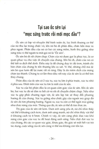 ĩdi Sdo ỐCsên lại
"mọc sừng trước rồi mới mọc đầu"?
Ôc sên có lóp vỏ nhuyễn thể hình xoắn ốc, lúc bmh thường cơ thể
của nó thu lại trong chiếc vỏ, khi nó bò đi phần đầu, chân liền mọc ra
phía ngoài. Phần đầu của nó có hai cái sừng mềm, hình thù giống rứiư
sừng trâu vì thế người ta mói gọi nó là "Oc sên".
Oc sên bò đi rất chậm chạp. Chân của nó được gọi là phúc túc, là cơ
quan phục vụ cho việc di chuyển của chúng. Khi bò đi, chân của nó có
thể tiết ra dịch thể dính. Điều này là để chúng duy trì độ trơn, tránh chi
bàn chân của chúng bị tổn thương khi cọ xát. Vì thế, những chỗ mà ốc
sên bò qua luôn để lại nước rất rõ ràng. Đây là do niêm dịch của màng
chân tạo thành. Chúng ta cứ lần theo dấu vết này của ốc sên là có thể tìm
thấy chúng.
Phần đầu của ốc sên có 2 xúc tu, xúc tu lớn ở phía trước, xúc tu nhỏ
ở phía sau. Đỉnh trên của xúc tu lớn là mắt của ốc sên.
Xúc tu của bộ phận đầu là cơ quan cảm giác của ốc sên. Khi ốc sên
bò, hai xúc tu đó sẽ dàn ra hết cờ và rồi di chuyển chậm chạp. Nếu như
xúc tu gặp phải chướng ngại vật, ốc sên lập tức sẽ thay đổi phương
hướng đi của chúng. Xúc tu giống như chiếc gậy của người mù giúp đỡ
ốc sên dò tìm phương hướng. Ngoài ra, xúc tu còn cỏ thể ngửi mùi giống
như chức năng của mũi. Thông qua đó, ốc sên có thể đi tìm thức ăn.
Thị giác của ốc sên rất kém. Dưới ánh sáng yếu ớt, nó chỉ nhìn thấy
vật thể ở khoảng cách 6cm, dưới ánh sáng mạnh, nó chỉ nhìn thấy vật thể
ở khocảng cách từ 4-5mm. Chính vì vậy, ốc sên càng phải dựa vào khả
năng cảm giác của xúc tu để hoạt động sứih sống. Nếu chặt đứt xúc tu
của chúng, thì các cơ quan xúc giác, khứu giác, thị giác sẽ mất hết vai trò
tác dụng, cuộc sống của ốc sên cũng vì thế mà không còn tồn tại.
- 2 4 -
 