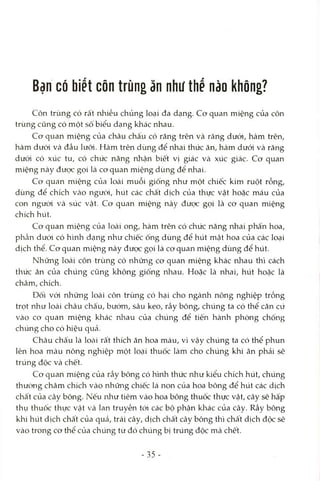 Bạn có biết côn trùng ăn như thế nào không?
Côn trùng có rất nhiều chủng loại đa dạng. Cơ quan miệng của côn
trùng cũng có một số biểu dạng khác nhau.
Cơ quan miệng của châu chấu có răng trên và răng dưới, hàm trên,
hàm dưới và đầu lưỡi. Hàm trên dùng để nhai thức ăn, hàm dưới và răng
dưới có xúc tu, có chức năng nhận biết vị giác và xúc giác. Cơ quan
miệng này được gọi là cơ quan miệng dùng để nhai.
Cơ quan miệng của loài muỗi giống như một chiếc kim ruột rỗng,
dùng để chích vào người, hút các chất dịch của thực vật hoặc máu của
con ngưòi và súc vật. Cơ quan miệng này được gọi là cơ quan miệng
chích hút.
Cơ quan miệng của loài ong, hàm trên có chức năng nhai phấn hoa,
phần dưói có hình dạng như chiếc ống dùng để hút mật hoa của các loại
dịch thể. Cơ quan miệng này được gọi là cơ quan miệng dùng để hút.
Những loài côn trùng có những cơ quan miệng khác nhau thì cách
thức ăn của chúng cũng không giống nhau. Hoặc là nhai, hút hoặc là
châm, chích.
Đối vói những loài côn trùng có hại cho ngành nông nghiệp trồng
trọt như loài châu chấu, bướm, sâu keo, rầy bông, chúng ta có thể căn cứ
vào cơ quan miệng khác nhau của chúng để tiến hành phòng chống
chúng cho có hiệu quả.
Châu chấu là locài rất thích ăn hoa màu, vì vậy chúng ta có thể phun
lên hoa màu nông nghiệp một loại thuốc làm cho chúng khi ăn phải sẽ
trúng độc và chết.
Cơ quan miệng của rầy bông có hình thức như kiểu chích hút, chúng
thường châm chích vào những chiếc lá non của hoa bông để hút các dịch
chất của cây bông. Nếu như tiêm vào hoa bông thuốc thực vật, cây sẽ hấp
thụ thuốc thực vật và lan truyền tới các bộ phận khác của cây. Rầy bông
khi hút dịch chất của quả, trái cây, dịch chất cây bông thì chất dịch độc sẽ
vào trong cơ thể của chúng từ đó chúng bị trúng độc mà chết.
-35 -
 