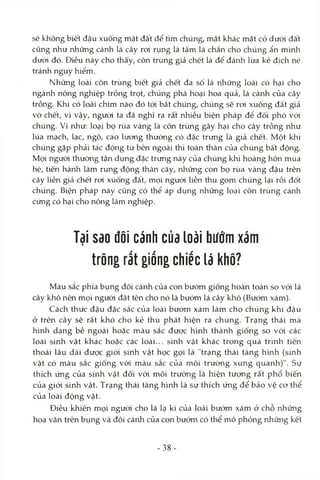 sẽ không biết đậu xuống mặt đất để tìm chúng, mặt khác mặt cỏ dưới đất
cũng như những cành lá cây roi rụng là tấm lá chắn cho chúng ẩn mình
dưới đó. Điều này cho thấy, côn trùng giả chết là để đánh lừa kẻ địch né
tránh nguy hiểm.
Những loài côn trùng biết giả chết đa số là những loài có hại cho
ngành nông nghiệp trồng trọt, chúng phá hoại hoa quả, lá cành của cây
trồng. Khi có loài chim nào đó tói bắt chúng, chúng sẽ roi xuống đất giả
vờ chết, vì vậy, ngưòi ta đã nghĩ ra rất nhiều biện pháp để đối phó vói
chúng. Ví như: loại bọ rùa vàng là côn trùng gây hại cho cây trồng như
lúa mạch, lạc, ngô, cao lương thường có đặc trưng là giả chết. Một khi
chúng gặp phải tác động từ bên ngoài thì toàn thân của chúng bất động.
Mọi ngưòi thường tận dụng đặc trưng này của chúng khi hoàng hôn mùa
hè, tiến hàrủì làm rung động thân cây, những con bọ rùa vàng đậu trên
cây liền giả chết roi xuống đất, mọi người liền thu gom chúng lại rồi đốt
chúng. Biện pháp này cũng có thể áp dụng những loại côn trùng cánh
cứng có hại cho nông lâm nghiệp.
ĩdi sao đôi cánh của loài bướm xám■
trông rất giống chiếc lá khô?
Màu sắc phía bụng đôi cánh của con bướm giống hoàn toàn so vói lá
cây khô nên mọi ngưòi đặt tên cho nó là bướm lá cây khô (Bướm xám).
Cách thức đậu đặc sắc của loài bướm xám làm cho chúng khi đậu
ở trên cây sẽ rất khó cho kẻ thù phát hiện ra chúng. Trạng thái mà
hình dạng bề ngoài hoặc màu sắc được hình thành giống so vói các
loài sinh vật khác hoặc các loài... sinh vật khác trong quá trình tiến
thoái lâu dài được giói sinh vật học gọi là "trạng thái tàng hình (sinh
vật có màu sắc giống vói màu sắc của môi trường xung quanh)". Sự
thích ứng của sinh vật đối vói môi trường là hiện tượng rất phổ biến
của giới sinh vật. Trạng thái tàng hình là sự thích ứng để bảo vệ cơ thể
của loài động vật.
Điều khiến mọi ngưòi cho là lạ kì của loài bướm xám ở chỗ những
hoa văn trên bụng và đôi cánh của con bướm có thể mô phỏng những kết
-38
 