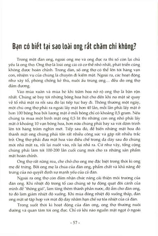 Bạn có biết tại sao loài ong rắt chăm chí không?
Trong một đàn ong, ngoài ong mẹ và ong đực ra thì sô còn lại chủ
yếu là ong thợ. Ong thợ là loài ong cái có cơ thể rửìỏ nhất, phát triển cũng
không được hoàn chỉnh. Trong đàn, số ong thợ có thể lên tód hàng vạn
con, nhiệm vụ của chúng là chuyên đi kiếm mật. Ngoài ra, các hoạt động
như xây tổ, phòng chống kẻ thù, nuôi ấu trùng ong... đều do ong thợ
đảm đưong.
Vào mùa xuân và mùa hè khi trăm hoa nở rộ ong thợ là bận rộn
nhất. Chúng sẽ bay tới những bông hoa hút cho đến khi no mật sẽ quay
về tổ nhả mật ra rồi sau đó lại tiếp tục bay đi. Thông thường một ngày,
một chú ong thợ phải ra ngoài lấy mật hon 40 lần, mỗi lần phải lấy mật ở
hon 100 bông hoa bỏi lượng mật ở mỗi bông chỉ có khoảng 0,5 gram. Nếu
chúng ta mua một bình mật ong 0,5 lít thì những con ong nhỏ phải lấy
mật ở khoảng 10 vạn bông hoa, hơn nữa chiíng phải bay xa với dặm trình
lên tói hàng trăm nghìn mét. Tiếp sau đó, để biến những mật hoa đó
thành mật ong chúng phải tốn rất nhiều công sức và gặp rất nhiều trắc
trở. Ong thợ phải đưa mật hoa vào điều chế trong dạ dày sau đó chúng
mói nhả mật ra, rồi lại nuốt vào, rồi lại nhả ra. Cứ như vậy, tổng cộng
chúng phải làm tói 100-200 lần cuối cùng mói cho ra những sản phẩm
mật hoàn chỉnh.
Ong thợ rất nâng niu, che chở cho ong mẹ đặc biệt trong thời kì ong
mẹ đẻ trứng. Bởi ong mẹ là chúa của đàn ong, phẩm chất và khả năng đẻ
trứng của nó quyết định sự mạnh yếu của cả đàn.
Ngoài ra ong thợ còn đảm nhận chức năng cải thiện môi trường của
đàn ong. Khi nhiệt độ trong tổ cao chúng sẽ tự động quạt đôi cánh của
mình để "thông gió", làm tăng thêm thành phần nước, độ ẩm cho đàn ong,
từ đó làm giảm nhiệt độ xuống. Khi mùa đông nhiệt độ xuống thấp, đàn
ong mật sẽ tập họp vói mật độ dày nhằm hạn chế sự tỏa nhiệt của cả đàn.
Trong suốt thòi kì hoạt động của đàn ong, ong thợ thường nuôi
dưỡng và quan tâm tói ong đực. Chỉ có khi nào nguồn mật ngọt ở ngoài
- 57-
 