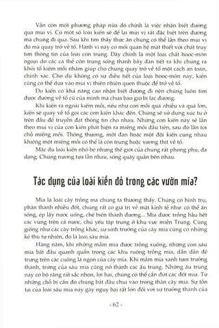 vẫn còn một phưong pháp nữa đó chính là việc nhận biết đường
qua mùi vị. Có một số loài kiến sẽ để lại mùi vị rất đặc biệt trên đường
mà chúng đi qua. Sau khi tìm thấy thức ăn chúng có thể lần theo mùi vị
đó mà quay trở về tổ. Hành vi này có mối quan hệ mcật thiết vói chất truy
tìm thông tin của loài côn trùng. Đây chính là một loại chất hooc-môn
ngOcTi do các cá thể côn trùng sống thành bầy đcàn tiết ra khi chúng ra
khỏi tổ kiếm mồi nhằm giúp cho chúng quay trở về tổ một cách an toàn,
chínli xác. Cho dù không có sự điều tiết của loại hooc-môn ncày, kiến
cũng có thể dựa vào mùi vỊ thiên nhiên quen thuộc để trở về tổ.
Do kiến có khả năng cao nhận biết đường đi nên chúng luôn tìm
được đường về tổ cũ của mình mà chưa bao giờ bị lạc đường.
Khi kiến ra ngoài kiếm mồi, nếu như con mồi quá nhiều và quá lớn,
kiến sẽ quay về tổ gọi các con kiến khác đến. Chúng sẽ sử dụng xúc tu ở
trên đầu để truyền đcỊt thông tin cho nhau. Những con kiến này sẽ lần
theo mùi vị của con kiến phát hiện ra miếng mồi đầu tiên, sau đó lần tói
chỗ miếng mồi. Thông thường, một đàn hoặc một đội kiến cùng nhau
khiêng một miếng mồi có thể Icàcôn trùng hocặc xưong thịt về tổ.
Mặc dù locài kiến nhỏ bé nhưng thế giói của chúng rất phong phú, đa
dạng. Chúng nương tựa lẫn nhau, sống quây quần bên nhau.
Tác dụng của loài kiến đỏ trong các vườn mía?
Mía là loài cây trồng mà chúng ta thưòrig thấy. Chúng có hình trụ,
phân thành nhiều đốt, chúng rất có giá trị về mặt kinh tế như: có thể ăn
sống, ép lấy nước uống, chế biến thành đường... Mía được trồng hầu hết
các vùng trên cả nước, chủ yếu tập trung ỏ khu vực miền Trung. Cũng
giống như các cây trồng khác, sự siiah trưởng của cây mía cũng có những
kẻ thù tự nhiên, đó là locài sâu mía.
Hcàng năm, klai những mầm mía được trồng xuống, những con sâu
mía bắt đầu quanh qucẩn trong các khu ruộng trồng mía, dần dần đẻ
trứng trên các cuống lá ngọn của cây mía. Khi mầm mía xanh tươi trưởng
thcành, trimg của sâu mía cũng nở thành các ấu trùng. Những ấu trùng
mày có bộ răng rà't sắc nhọn, lọd hại, chúng có thể cắn đứt các đốt mía. Từ
những chỗ bị cắn đó chúng bắt đtầu chui vào trong thân cây mía. Sự tồn
tại của loài sâu mía này gây nguy hại rất lớn đối vói sự trưởng thcànli của
-62 -
 
